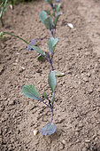 Red cabbage in an organic vegetable garden in the spring, Lorraine, France