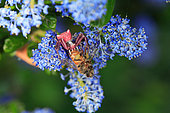 Abeille à miel (Apis mellifera) - Les dangers du butinage sur les fleurs sont multiples. Les araignées thomise ont une technique de chasse très élaborée pour attraper les abeilles. En affût sur une fleur, quand elle entre en contact avec une abeille, elle la désoriente en la faisant tourner sur elle même avec ses multiples pattes puis la mord derrière la tête.