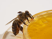 Honey bee (Apis mellifera) - Microchips are used by researchers to mark the bees and identify them with a scanner at the entrance to the hive or near the nurse bees. In that way, it is possible to monitor the bees' activities on an individual level. The times they go out, etc… Research Center HOBOS, Würzburg, Germany.