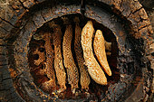 Beekeeping - A hollow log hive of the Cevennes reveals the details of circular comb architecture. Honey has already been harvested from this hive, on the left, honey-loaded combs have been cut with a curved blade. The hollow log hive is covered with a stone shingle, a major improvement from the straw hive has it allows to harvest part of the honey without destroying the colony.