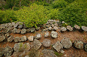 Beekeeping - A Cevennes apiculturist with his smoker inspects a trunk apiary located at the heart of a chestnut grove. These ancient sedentary beehives called "bruscs", are dug out in chestnut trees and covered in slate slabs. This type of hives was used until World War II.