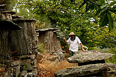 Beekeeping - A Cevennes apiculturist with his smoker inspects a trunk apiary located at the heart of a chestnut grove. These ancient sedentary beehives called "bruscs", are dug out in chestnut trees and covered in slate slabs. This type of hives was used until World War II. France