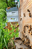 Honey bee (Apis mellifera) - The days when the flowers produce lots of nectar, the bees remain outside the hive fanning, to better dehydrate the nectar when the forager bees come back from their journeys.