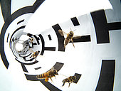 Apidologie - Bees in a flight tunnel. This procedure was used to show that the evaluation of distance by bees proceeds from their visual system. And through the white and black stripes, its has been shown that it also depends on the landscape's structure. This experiment was carried out by then calculating the length of the bees's dance in relation to the food source of which the distance was identified. /