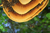 An Asian hornet attacks a colony of undomesticated bees settled in a tree. The wild swarms are particularly vulnerable to Asian hornets, which puts at risk our common bee as well as all pollinators in the wild. France