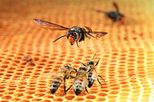 A hornet attacking the bees. France