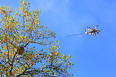 The drone "The Joker" flying towards a 25-meter high Asian hornet's nest during an intervention. France