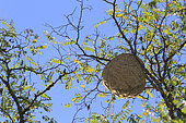 Asian hornet (Vespa velutina) nest in a tree, France