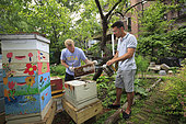 Urban Beekeeping - Adam Johnson, 35 years old, associate lawyer in a New York law firm looks after four hives in a neighboring community garden. “The New York City Beekeepers’ Association to which I belong thinks there are about a hundred hives in New York. But, that’s only counting our group and the known beekeepers. If you add people of Mexican and Puerto Rican origins, who have rural roots, and other groups of young people, the figures could get as high as 500 hives.” USA