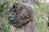 Burl (American English) or bur or burr on the bark of a tree, Wilpattu National Park, Northwest Coast of Sri Lanka