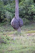 Burl (American English) or bur or burr on the bark of a tree, Wilpattu National Park, Northwest Coast of Sri Lanka
