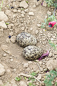 Nest of Eurasian stone curlew, Eurasian thick-knee, stone-curlew (Burhinus oedicnemus) , on the ground, Two eggs, Catalogna, Spain