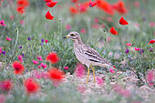 Eurasian stone curlew, Eurasian thick-knee, Stone-curlew (Burhinus oedicnemus) near by the nest in the middle of the poppies, Catalonia, Spain