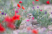 Eurasian stone curlew, Eurasian thick-knee, Stone-curlew (Burhinus oedicnemus) at nest in the middle of the poppies, Catalonia, Spain