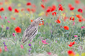 Eurasian stone curlew, Eurasian thick-knee, Stone-curlew (Burhinus oedicnemus) near by the nest in the middle of the poppies, Catalonia, Spain