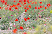 Eurasian stone curlew, Eurasian thick-knee, Stone-curlew (Burhinus oedicnemus) near by the nest in the middle of the poppies, Catalonia, Spain