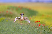 Little bustard (Tetrax tetrax), male displaying in a field with poppies, Catalonia, Spain