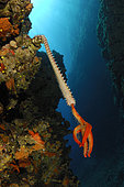 Fireworm feeding on Starfish, Hermodice carunculata, Susac, Adriatic Sea, Croatia