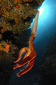 Fireworm feeding on Starfish, Hermodice carunculata, Susac, Adriatic Sea, Croatia