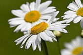 Oxeyedaisy (Leucanthemum vulgare) flowers, Franche-Comté, France