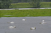 Mute Swans (Cygnus olor) on the Doubs river in flood in Longevelle, Franche-Comté, France