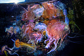 Group of highly stinging Jellyfish (Pelagia noctiluca) a few meters deep, Tyrrhenian sea