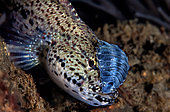 A small goby (Gobiidae sp), with the bad guest Isopod (Anilocra sp), Tyrrhenian Sea