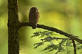 Pygmy owl (Glaucidium passerinum) adult perched on a conifer, Vosges, France