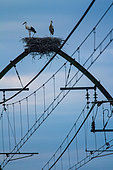 White storks (ciconia ciconia) having installed their nests on the pylons of a railway in the Landes, Aquitaine, France