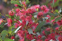 Sur les routes de la miellée perpétuelle, Sur les fleurs de l’Eucalyptus leucoxylon Rosea, les abeilles butinent en masse, NSW, Australie