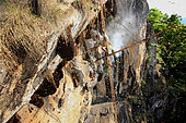 The honey of the untouchables, Then Mari on the cliff just cut the brood comb made of wax cells containing exclusively eggs and larva. He can now harvest the honey contained in the cells against the wall. Tamil Nadu, India