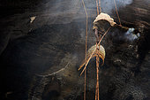 The honey of the untouchables, Harvest image. Them Mari hushes the bees away with the smoke from his makeshift smoker, and with the bamboo pole he removes the brood comb to access the honey. Tamil Nadu, India