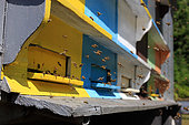 The comings and goings of the bees at the entrance to their hive is constant on this beautiful summer’s day and the particular arrangement of the hives in the “lodges” increases the impression of a multitude. Romanian traveling beekeepers, Romania
