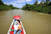 Brésil, sur le confluent du Rio Para, le professeur Giorgio Venturieri apporte des ruches de sa conception aux paysans pour l'un de ses programmes d'étude.///Brazil, on the Rio Para channel of the Amazon Delta, Professor Giorgio Venturieri brings the hives of his design to the peasants for one of his study programs.. Stingless bees of the Amazon