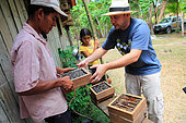 Brazil, State of Para. Giorgio Venturieri harvesting a hive. The system of hives put in place by Embrapa'a program permits the bees to store the nectar in an easy to harvest part of the hive. Stingless bees of the Amazon
