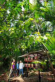 Giorgio Venturieri at the apiary belonging to Joan Evangelista Moteiro, 57 years old, in the region of Abaetetuba. Joan is a peasant. For a long time, forestry was indispensable to his life in the forest, but today, with his acai plantation producing that fruit and heart of palm, shrimp fishing and keeping of the stingless bees, he succeeds in providing a living for his family.. Stingless bees of the Amazon