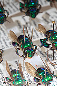 Close-up of Giorgio Venturieri collection of pollinators of Amazonia with its Apidea Euglossa chalybeata bees.. Stingless bees of the Amazon