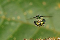 En vol, une abeille à orchidée (Euglossa hemichlora). Chez ces abeilles solitaires ou semi-sociales comme les Euglossa, les abeilles se nourrissent directement sur les fleurs de nectar et elles récoltent du pollen qu’elles mélangent à du nectar pour le couvain.Le monde tropical des abeilles sans dard