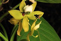 Des abeilles solitaires (Eulaema marcii) butinent le nectar d’une orchidée (Cochleanthes lipscombiae). L’une transporte une masse de pollen d’une orchidée Notylia. Panama. Le monde tropical des abeilles sans dard