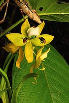 Des abeilles solitaires (Eulaema marcii) butinent le nectar d’une orchidée (Cochleanthes lipscombiae). L’une transporte une masse de pollen d’une orchidée Notylia. Panama. Le monde tropical des abeilles sans dard