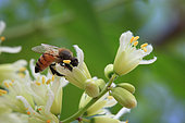 Sur une fleur de Moringa (Moringa oleifera), une plante médicinale et comestible, une abeille butine le nectar et récolte le pollen. Trois espèces d’abeilles cohabitent, l’une de la vallée du Rift, l’Apis mellifera mellifera,une autre Soudanaise, l’Apis mellifera nubica, et la dernière originaire de l’Afar à l’Est, près de la Somalie, l’Apis mellifera scrutellata, Peuple du miel, Vallée de l'Omo, Ethiopie