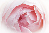 Closeup of rose
