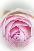 Closeup of rose