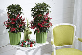 Ardisia crenata Bos Premium
