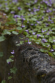 Cymbalaria