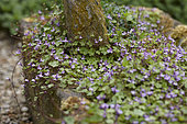 Cymbalaria