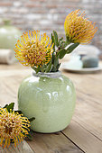 Leucospermum in vase