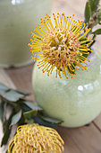 Leucospermum in vase