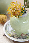 Leucospermum in vase