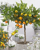 Calamansi (Citrus × microcarpa), fruits